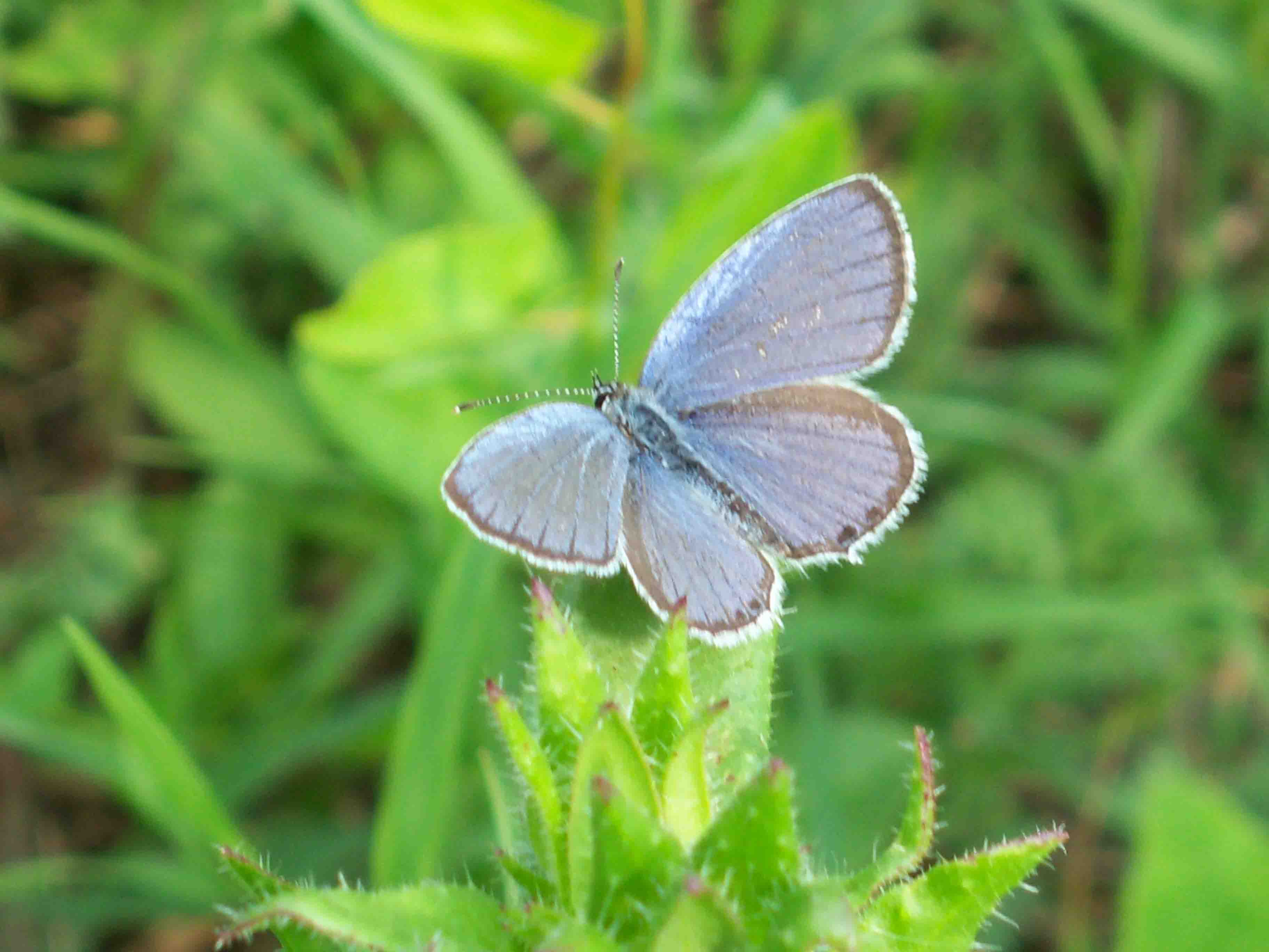 identificazione farfalla